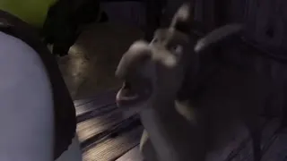Donkey argues with Shrek at 00:44 — Donkey